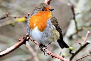 A close up of a Robin photo