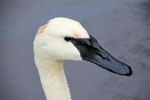 A close up of a Trumpeter Swan on the water photo