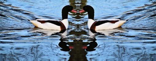 A close up of a Shelduck photo