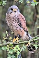 A close up of a Kestrel photo