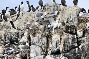 A view of a Kittiwake on Farne Islands photo