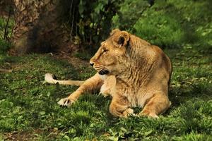 un primer plano de un león africano foto