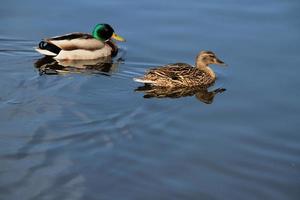 A close up of a Mallard Duck photo