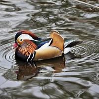 A close up of a Mandarin Duck photo