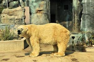 A close up of a Polar Bear photo