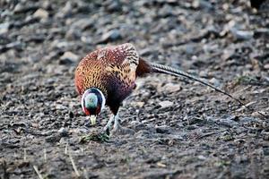 A close up of a Pheasant photo