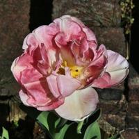 A close up of a Tulip photo