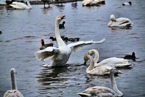 A close up of a Whooper Swan on the water photo