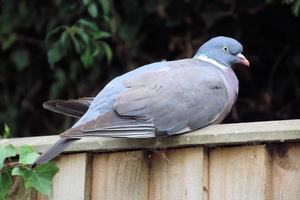 A close up of a Wood Pigeon photo