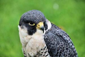 un primer plano de un halcón peregrino foto