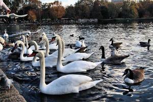 una vista de algunos cisnes y patos en wwt martin mere foto