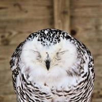 A close up of a Snowy Owl photo