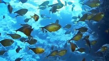Unterwasseraufnahmen beim Tauchen an einem bunten Riff mit vielen Fischen.