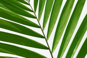 Palm leaves against white background. Lent Season and Holy Week concept. photo