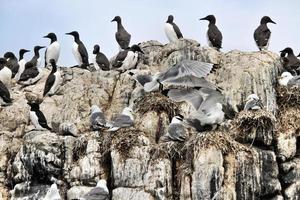 A view of a Kittiwake on Farne Islands photo