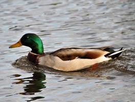 A close up of a Mallard Duck photo