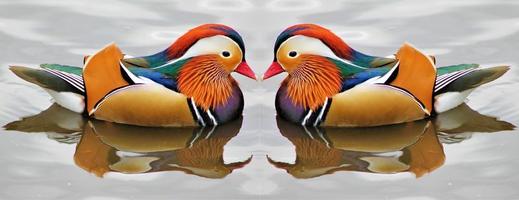 A close up of a Mandarin Duck photo