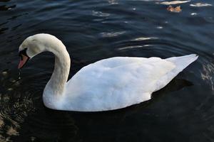 A close up of a Mute Swan photo