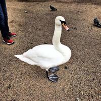 A close up of a Mute Swan photo