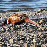 A close up of a Pheasant photo