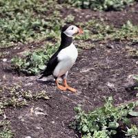 A close up of a Puffin on Farne Islands photo