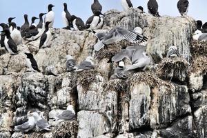 A view of a Kittiwake on Farne Islands photo