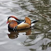 A close up of a Mandarin Duck photo