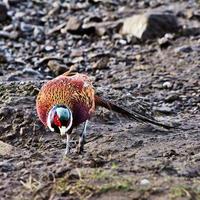 A close up of a Pheasant photo