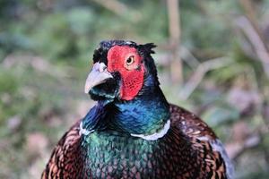 A close up of a Pheasant photo