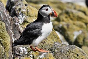 A close up of a Puffin on Farne Islands photo