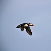 A Puffing flying over Farne Islands photo