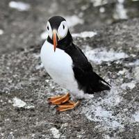 un primer plano de un frailecillo en las islas Farne foto