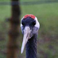 A close up of a Red Crowned Crane photo