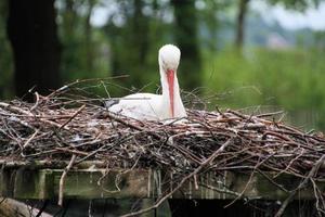 A close up of a White Stork photo