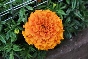 A view of a Marigold in a garden photo