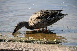 un primer plano de un pato real foto