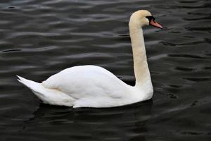 A close up of a Mute Swan photo