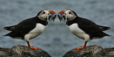 una vista de un frailecillo con anguilas de arena en las islas Farne foto