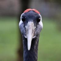 A close up of a Red Crowned Crane photo