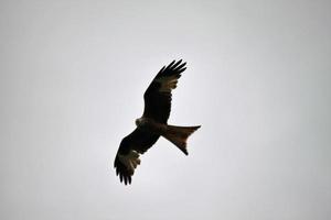 A close up of a Red Kite photo