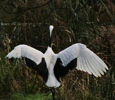 A close up of a Red Crowned Crane photo
