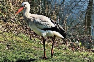 A close up of a White Stork photo