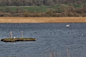 A view of Leighton Moss Nature Reserve in the Lake District photo
