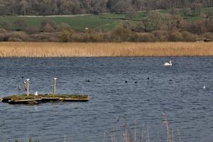 A view of Leighton Moss Nature Reserve in the Lake District photo