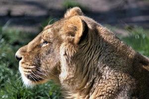 un primer plano de un león africano foto