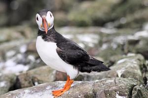 A close up of a Puffin on Farne Islands photo