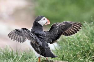 A close up of a Puffin on Farne Islands photo