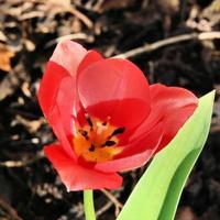 A close up of a Tulip photo