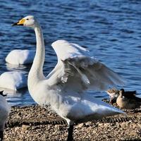 A close up of a Whooper Swan on the water photo