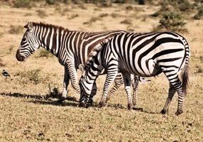 A close up of a Zebra photo